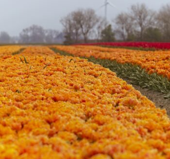 Bekijk deze afbeelding van Bollentocht op KV De Goudse Peddel